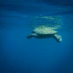 Kilpikonna - Turtle Town - Maui